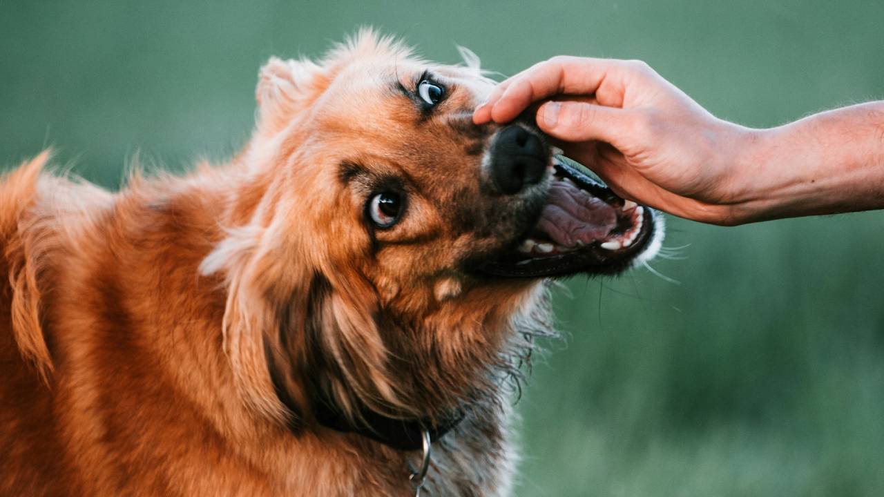 How Do Salt Lake City Dog Bite Laws Protect Victims? Your Legal Rights Explained